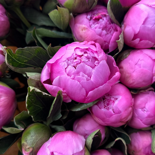 Piwonii różowe 11 szt.