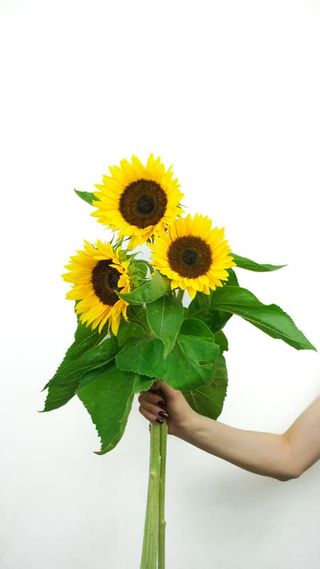 Bukiet Słonecznik 3 szt.