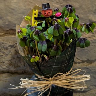 Trébol de la suerte