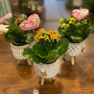 Base con una planta. Kalanchoe