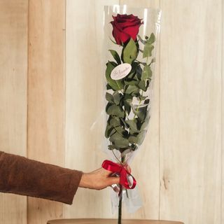 Rosa Roja Individual Envuelta Para Regalo
