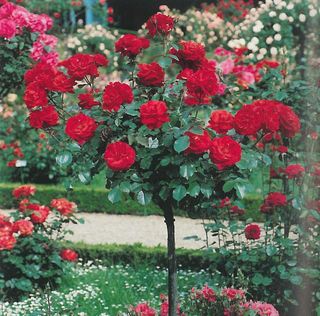 Pianta di rose grande