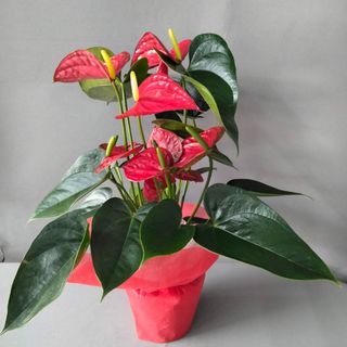 Anthurium rojo