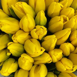 Сонечко (букет із 9 тюльпанів)