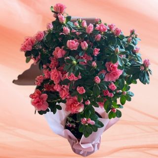 Planta Azalea cu picior (roz)