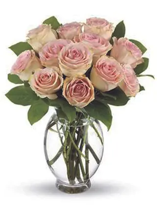 12 Rose rosa  