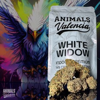 White Widow Indoor CBD 20Gr