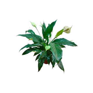 Vaso Spathiphyllum | Lírio da Paz