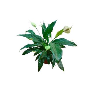 Vaso Spathiphyllum – Lírio da Paz