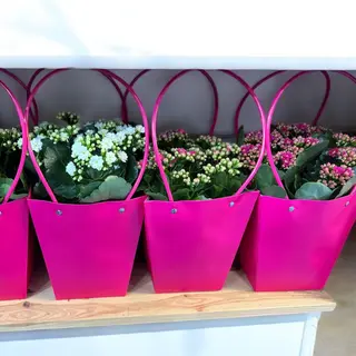 Kalanchoe