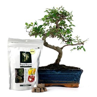 Pack Bonsái Zelkova 8 años y abono japonés 240g