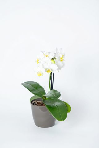 Orchidée