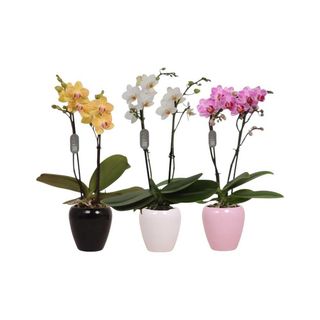 Vaso Orquídea Mini