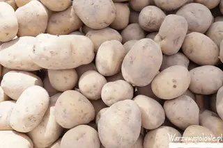 Ziemniak 500g