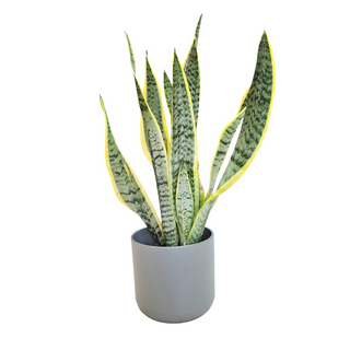 Sansevieria (Limba soacrei)