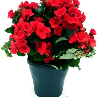 begonia