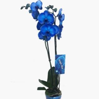 ORQUIDEA AZUL "MAGIC BLUE"