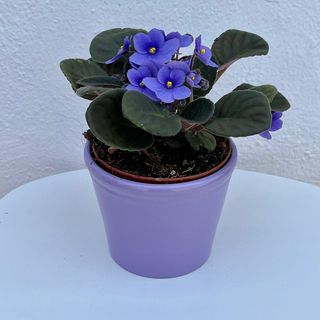 __saintpaula Macetero Cerámica