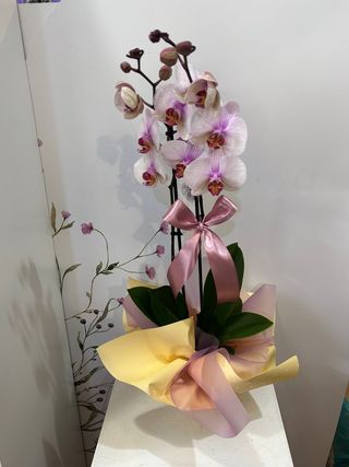 Orquídea Soft Pink