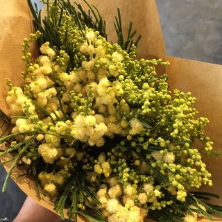 Petit bouquet Mimosa