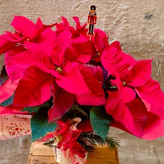 Poinsettia roja