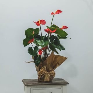 Anthurium