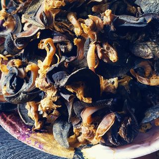 Medium dry snails 10pieces 