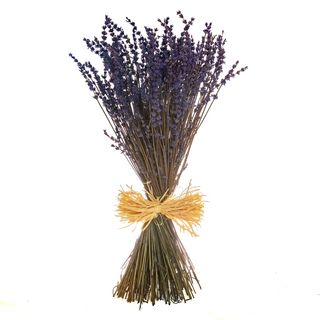 Lavanda