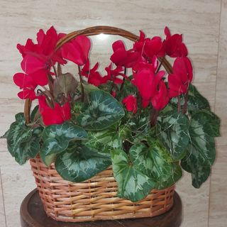 Cesta con dos ciclámenes rojos