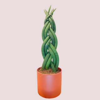 Mini Sansevieria Cilindrica Trenzada