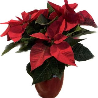 Коледна звезда