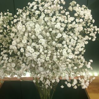 Ramo Paniculata Blanca