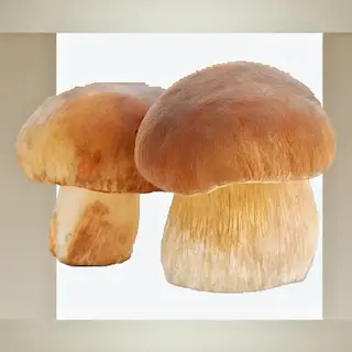Пресни гъби