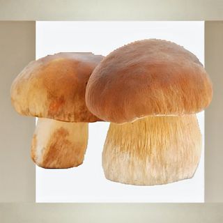 Пресни гъби