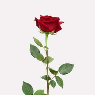 Rose individuelle