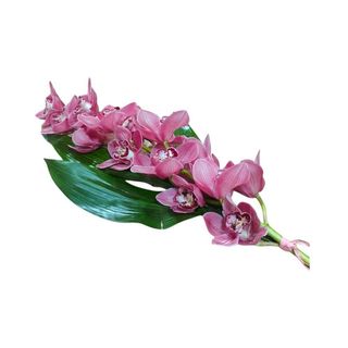 Orquídeas Rosa