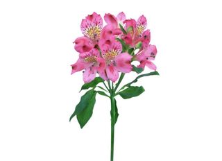 1 Алстромерия, Розова