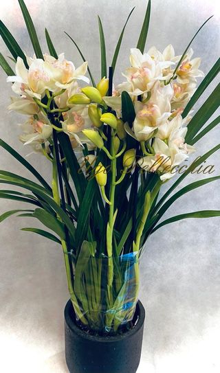 Cymbidium orchidea gigante 