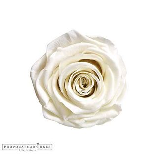 Rosa eterna blanca