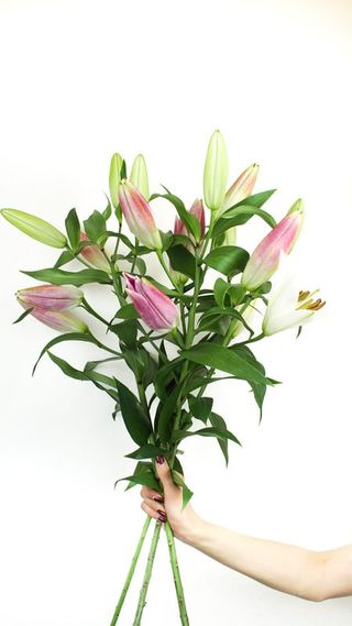 Bukiet Lilia   3 szt.