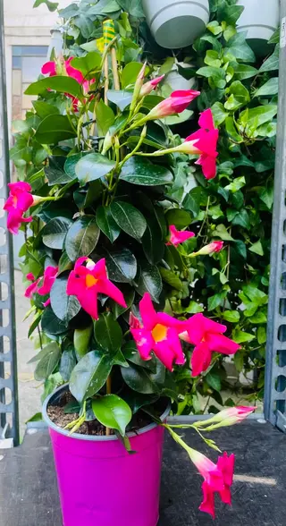 dipladenia rosa