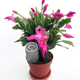 Cactus di Natale 