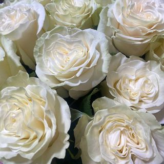 Біла троянда 60 см.