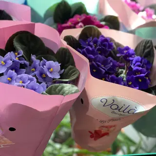 Violete