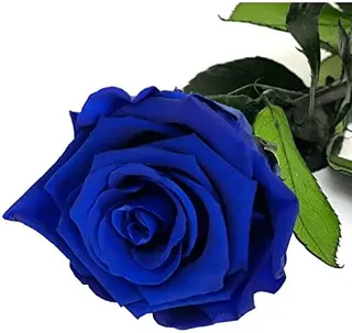 Rosa azul preservada tallo largo