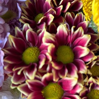 Хризантема цветна (1бр)