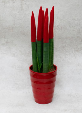 Sansevieria Cylindrica Straight Roja