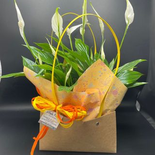 Spatiphillium in Bag