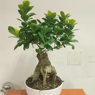 Bonsai media 