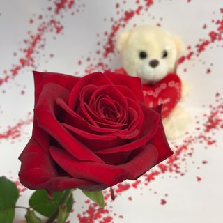 1 rosa rossa gambo lungo con peluche